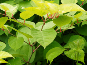 The Impact of Japanese Knotweed on a Mortgage